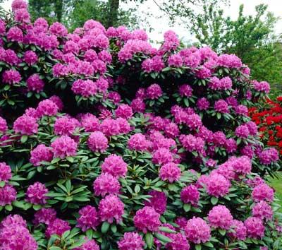 rhododendron-purple-400-2-01.jpg