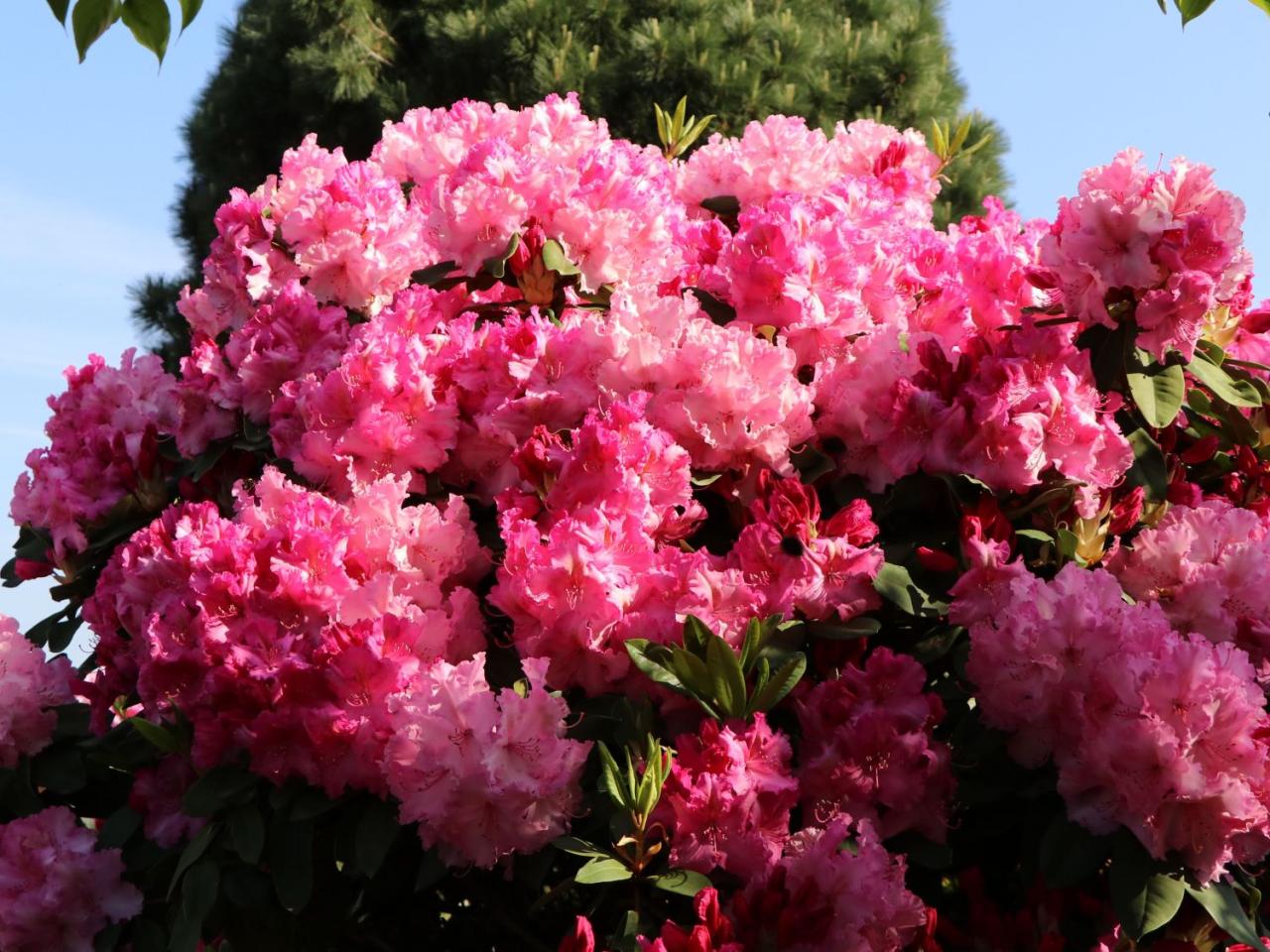 rhododendron-anastasia.jpg