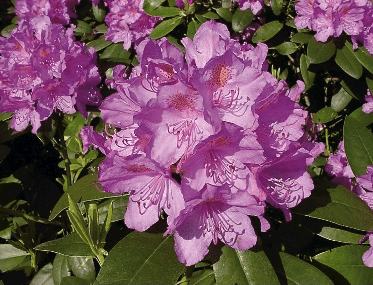 rhododendron.png